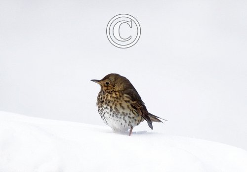 Song Thrush in the Snow DM1814